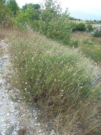 Lomelosia crenata subsp. pseudisetensis / Vedovina della Basilicata